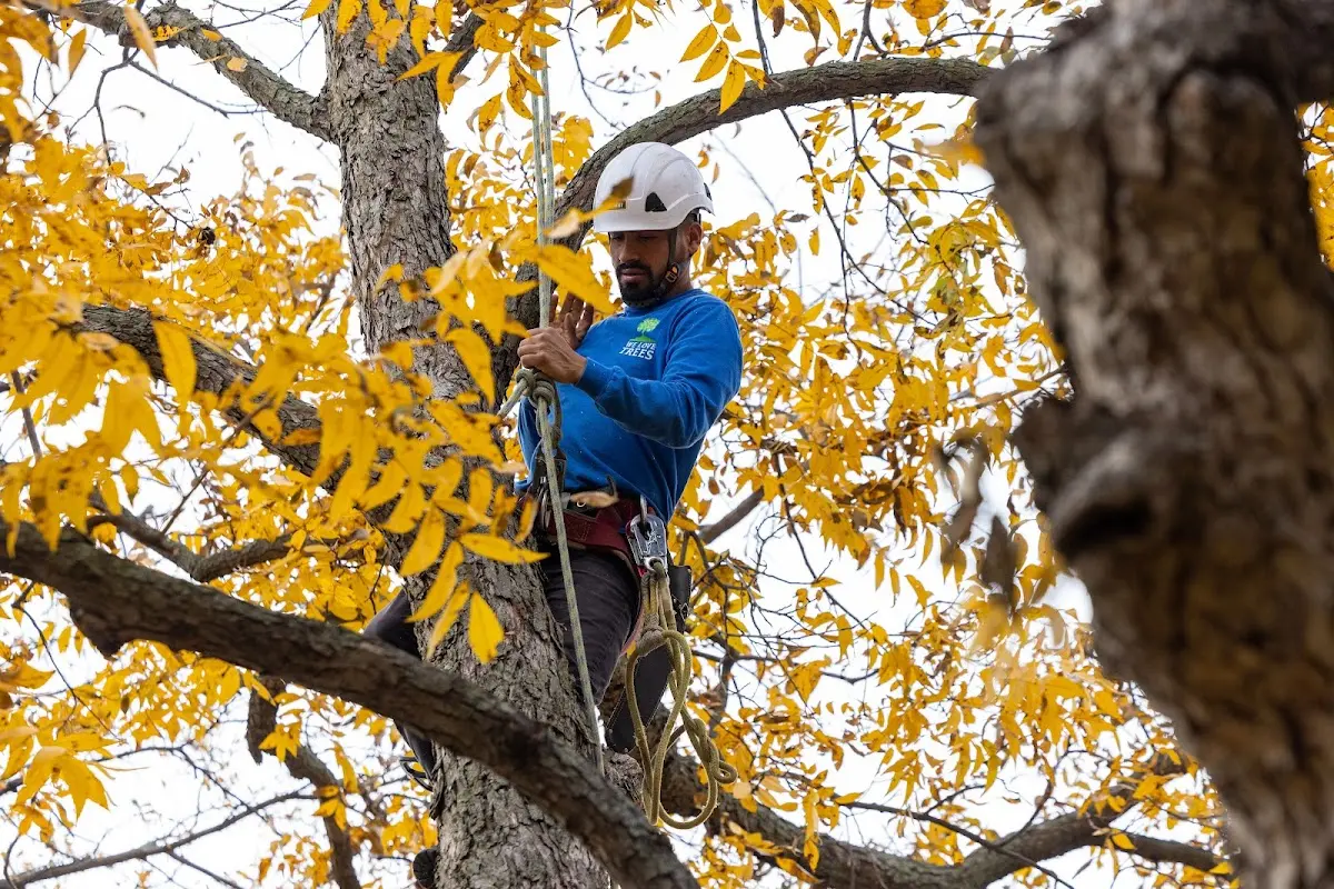 Skilled Tree Planting crew working in Irmo